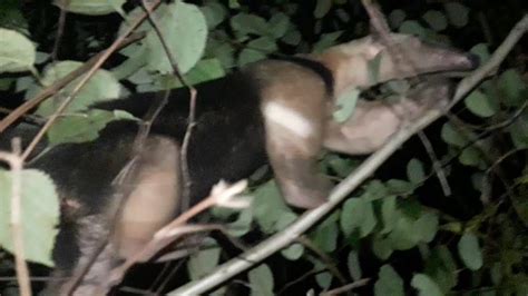 lapixo animal